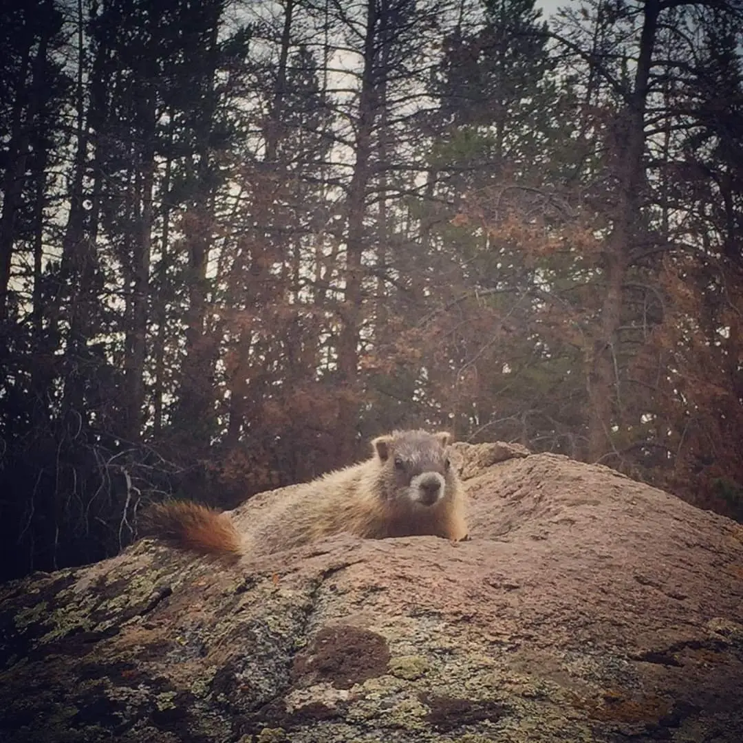 Smaller animals of the Wind River Range